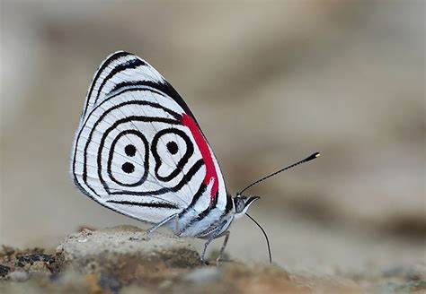 Diaethria Anna The Annas Eighty Eight Is A Butterfly In Wet Tropical