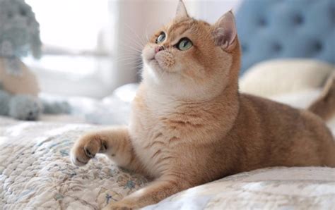 Cats for adoption in dubai , check the website now to see more ads. Британская шиншилла: описание, характер, цена, содержание ...