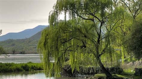 Willows are versatile and beautiful - Canada's LOCAL Gardener magazine