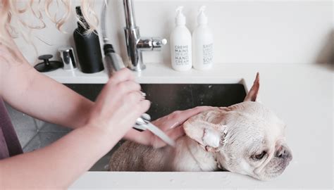 Looking to learn dog grooming. Pet Dog Grooming Spa Davie, FL | Teacups, Puppies & Boutique