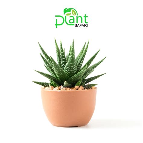 Aloe In A Decorative Pot Plant Safari