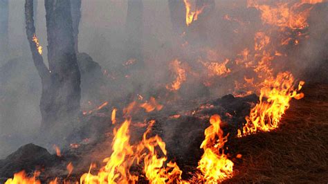 Forest Fire Ngt Issues Show Cause Notice To Himachal Uttarakhand