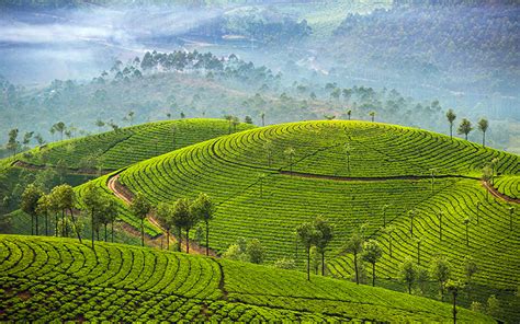 The Most Breathtaking Tea Plantations In The World Honeymoon Dreams