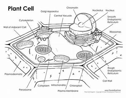 Cell Plant Labeled Diagram Structure Animal Printables