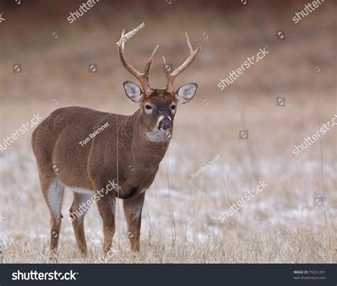 Large Muscular Whitetail Deer Buck With Rut Swollen Neck Ez Canvas