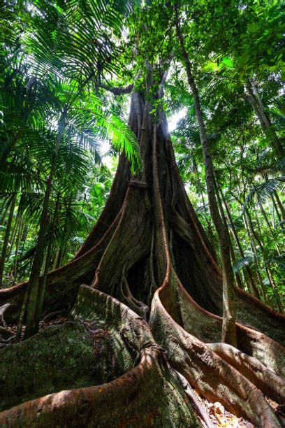 Gondwana Rainforests Stock Photos Pictures And Royalty Free Images Istock