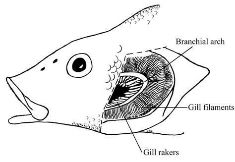 Perch Dissection Diagram