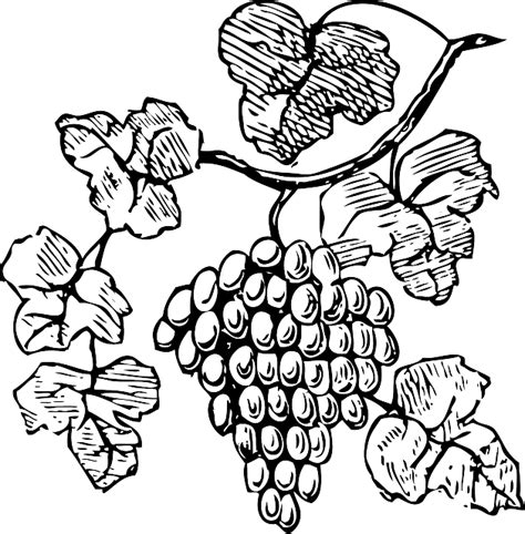 Free Grape Outline Download Free Grape Outline Png Images Free