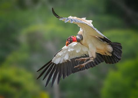 King Vulture Photograph By Annie Poreider Pixels
