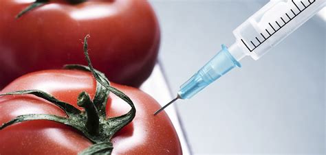 Genetically modified organism (gmo) and transgenic organism are two terms we use interchangeably. Is Genetic Engineering the Solution to Drought? - BORGEN