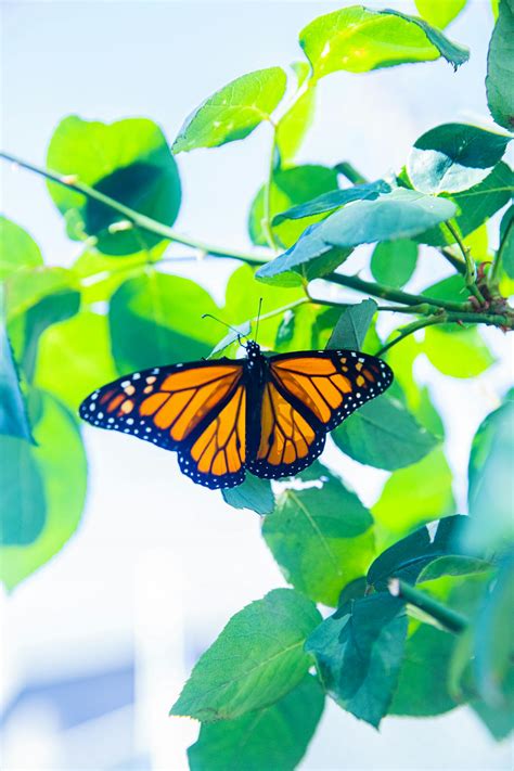 Monarch Butterfly Perched On Green Leaf · Free Stock Photo