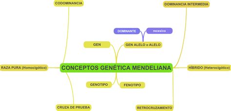 Genetica Mendeliana Mapa Mental Arbol
