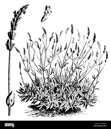 Lavender Lavandula Angustifolia Black And White Stock Photos And Images