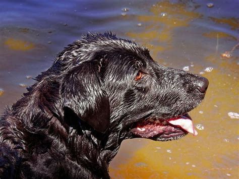 Do you have questions, articles, pictures, news, training tips it seems like i have been receiving many questions on hair loss with labrador retrievers lately. labrador hair loss - Awesome - #labradorironore # ...