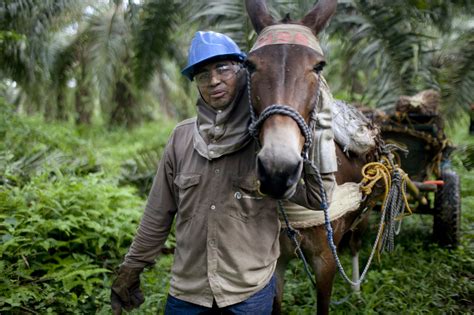 Agriculture is one of the most widespread activities in the world, but it is not uniform throughout. Sustainable Agriculture in Colombia: Three Current ...