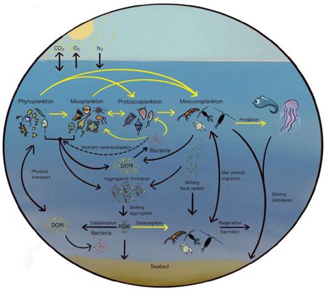 Schematic Of Planktonic Food Web By Functional Groups Atmospheric CO Download Scientific