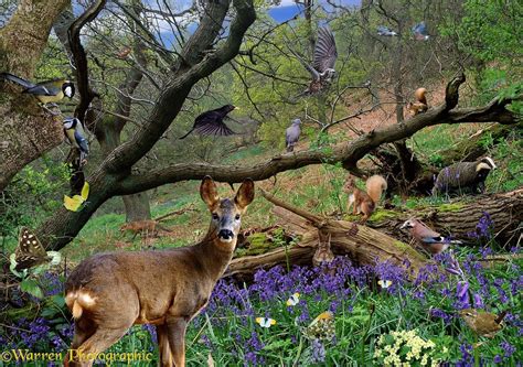 Photos Of Spring Scenes Spring Scene With Wild Animals Roe Deer