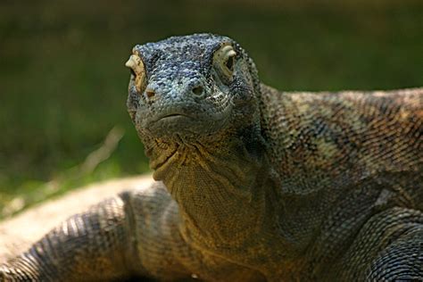 Komodo Dragon Wallpapers Images Photos Pictures Backgrounds