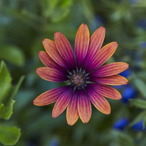 Buy African Daisy Osteospermum Purple Sun Kleoe19396 Flowerpower
