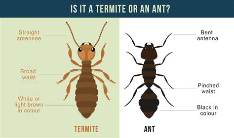Grandma and grandpa enjoy a pretty solid rep — and for good reason. What do Termites Look like in Australia - And other ...