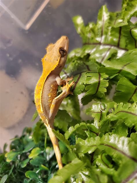 Baby Crested Gecko 3 Ringtail Exotics Pets