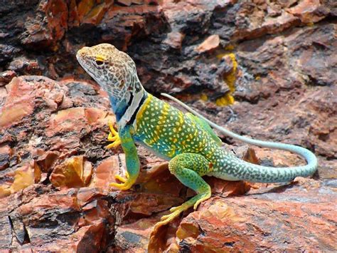 In Photos Flashy Collared Lizards Of The North American Deserts Live
