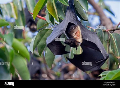 Australian Flying Fox Hi Res Stock Photography And Images Alamy
