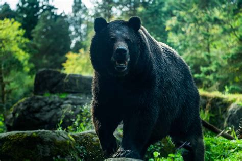 Types Of Bears In North America Az Animals