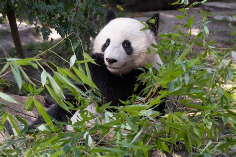 Großer Panda Tiergarten Schönbrunn