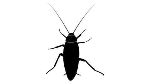 Czarne robaki w domu jakie robaki mogą występować w domach lub