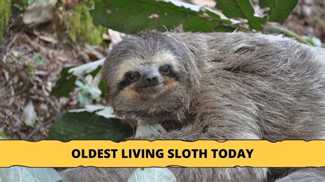 Oldest Living Sloth In The World Today Sloth Of The Day