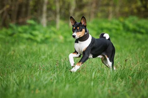 Basenji Colors 4 Standard Colors Combinations And Markings