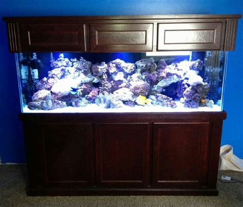 180 Gallon Reef Set Up 3 Weeks Ago Fully Stocked And Looking Great