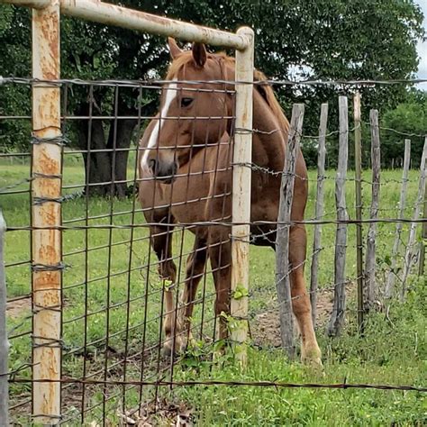 Well Got My Foot Stuck In The Fence Stood There Calmly For What Felt