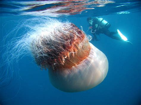 The Giant Jellyfish Invasion Mystery The Star