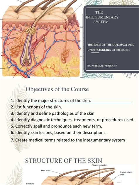 5 The Skin New Med Terminology Pdf