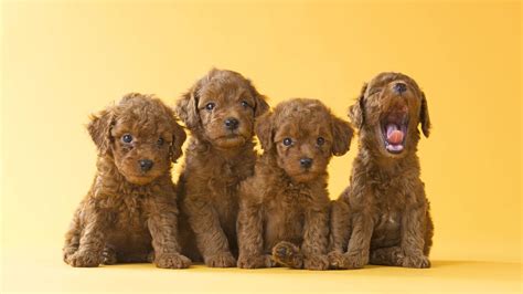 Toy Poodle Wallpapers Wallpaper Cave