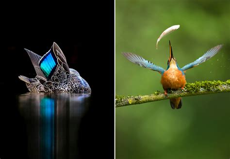 Gallery Bird Photographer Of The Year Winning Images Film And Photo