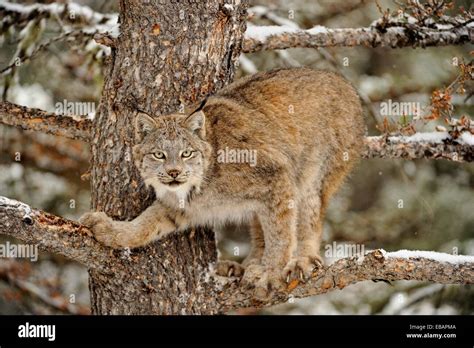 Canadian Lynx Lynx Canadensis In Late Autumn Mountain Habitat Bozeman