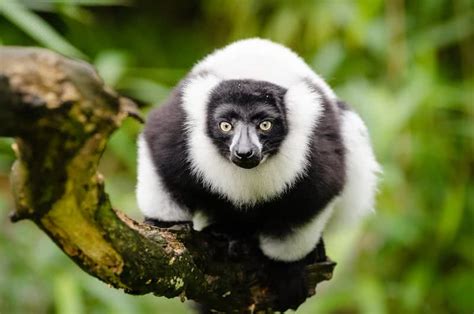 Top 10 Most Beautiful Endangered Animals The Mysterious World