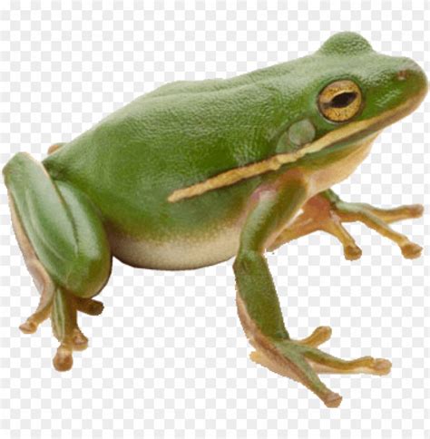 Frog PNG Image With Transparent Background TOPpng