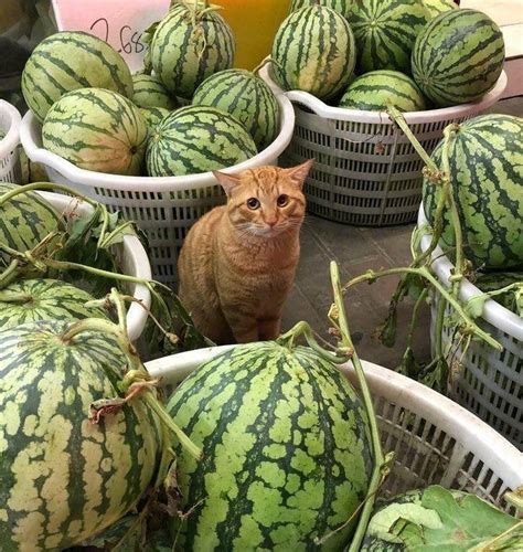 Why Are Cats Afraid Of Watermelon Cat Meme Stock Pictures And Photos