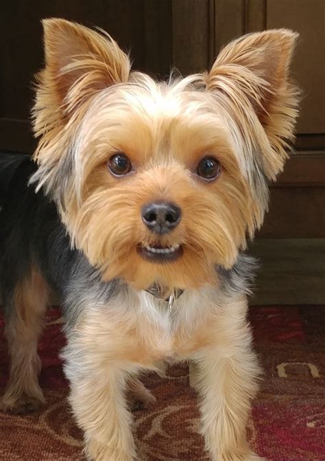 Review Of Yorkie Puppy Haircut Pictures Ideas Creativeal