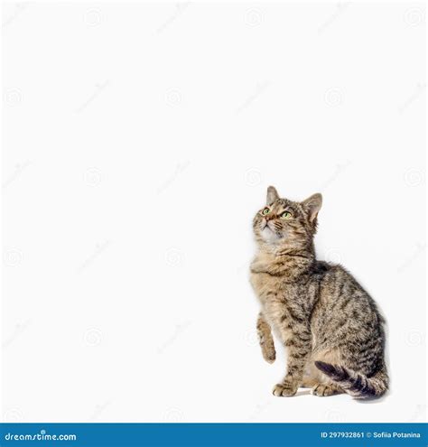 Tabby Cat Looking Up On A White Background Stock Image Image Of