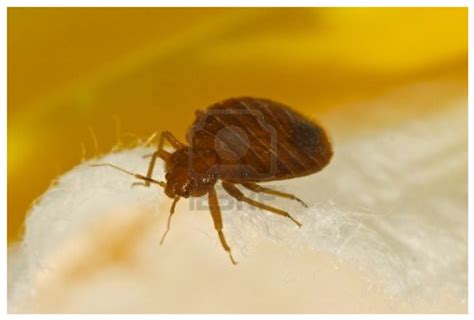 Take control of your data. Bedbug Exterminators Get Rid Of Bed Bugs! Albany, Saratoga ...