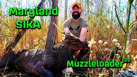Maryland Sika Stag October Muzzleloader Season Deep In The Phrag