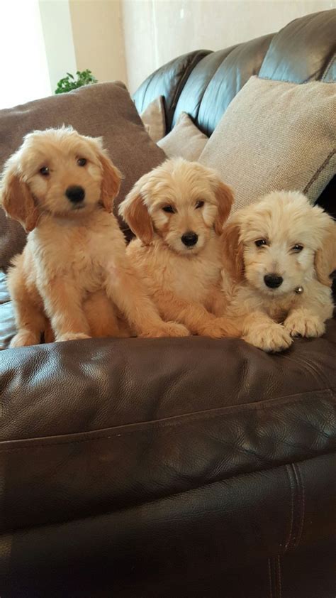 New and used items, cars, real estate, jobs, services, vacation goldendoodle puppies ready to go. f1 goldendoodle puppies | Lowestoft, Suffolk | Pets4Homes