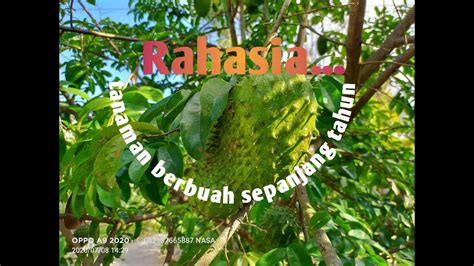 Menariknya, tanaman ini akan berbunga sepanjang tahun. Rahasia... Tanaman berbuah sepanjang tahun tanpa berhenti ...