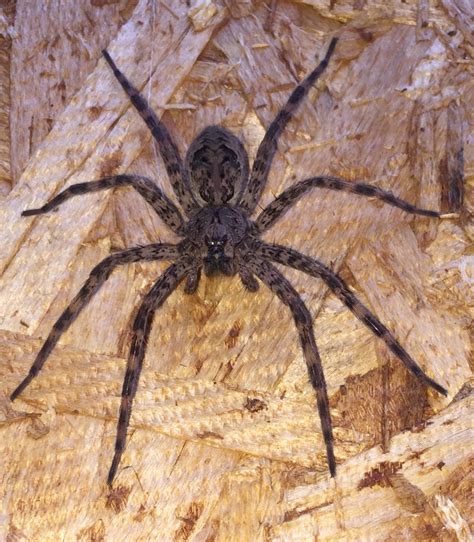 Most Dangerous Animal In Ohio Wolf Spider Images And Photos Finder