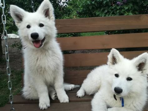 At birth, a german shepherd puppy of a standard litter of six to eight pups would be expected to weigh approximately 1. Stunning White Swiss Shepherd puppies | Maidstone, Kent ...